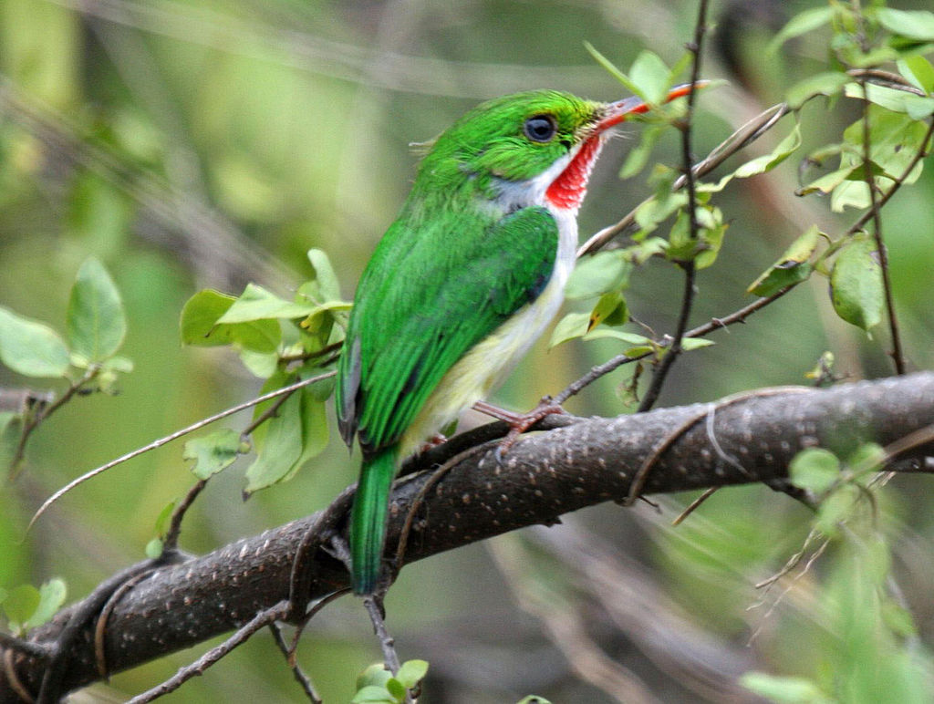 px puerto_rican_tody_todus_mexicanus_rwd