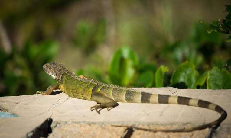 iguana in puerto rico